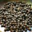 black pepper