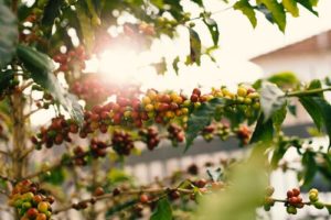 FAQ about wayanad