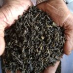 Hands hold a mound of loose green tea leaves, with a silver Casio watch visible on one wrist nearby.
