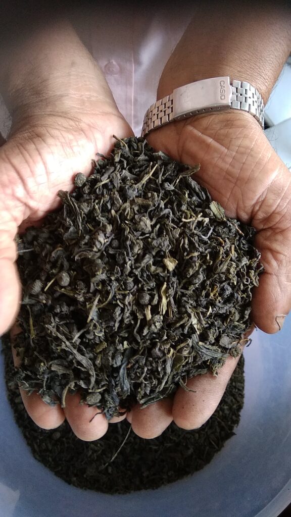 Hands hold a mound of loose green tea leaves, with a silver Casio watch visible on one wrist nearby.