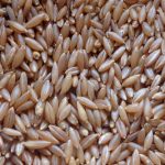 bamboo rice