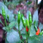 birds eye chili